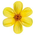 Flor Amarilla Potencializada