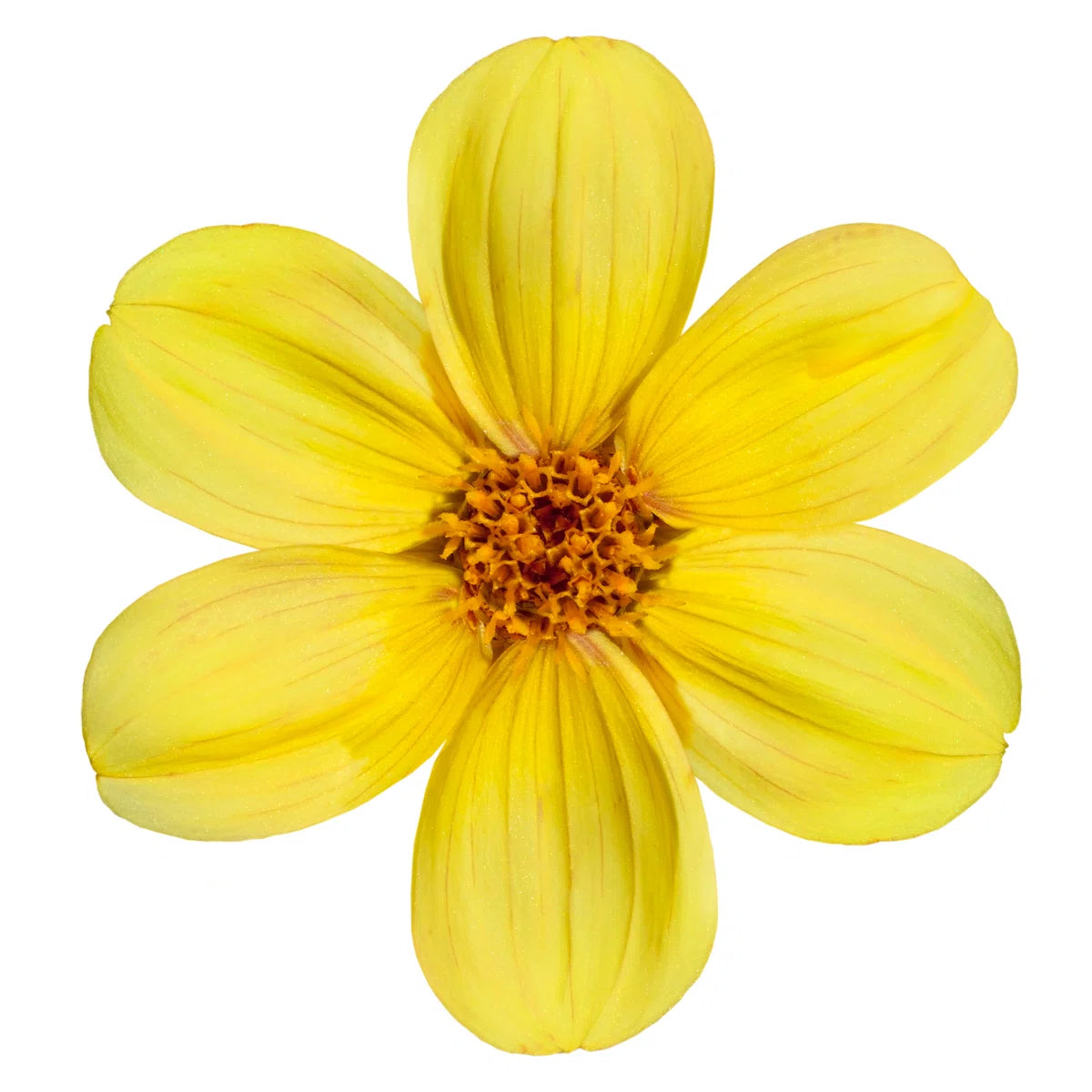 Flor Amarilla Potencializada