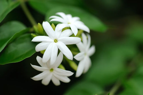 Don De Dios (Jasmine)
