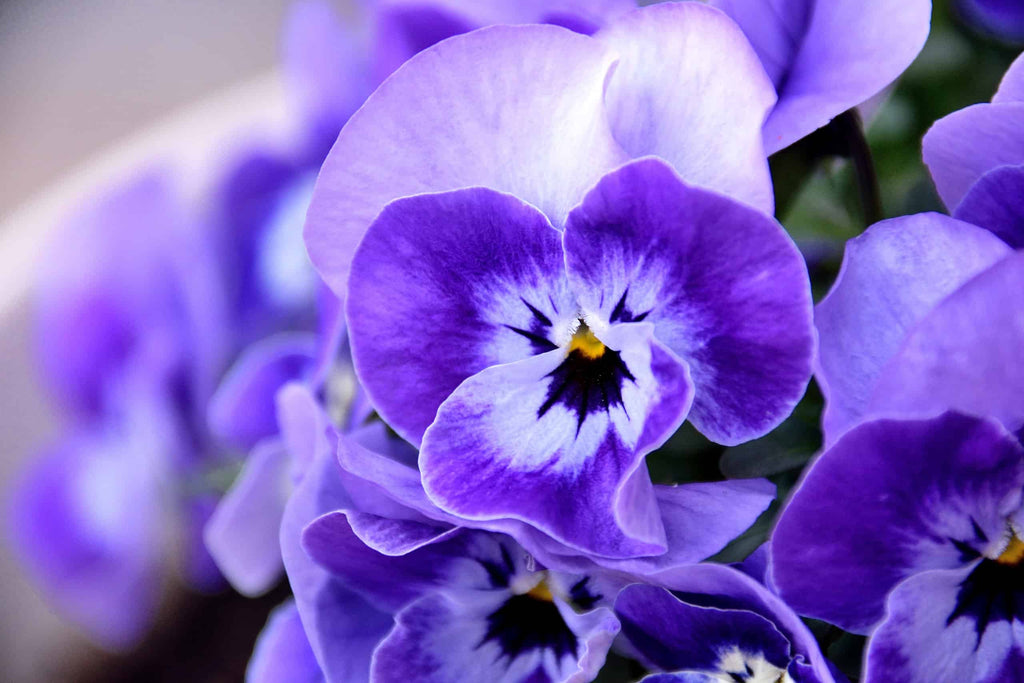 Virtud (Violeta)