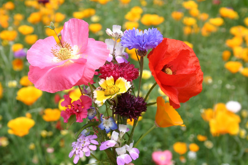 Libertad (Flor Salvaje)