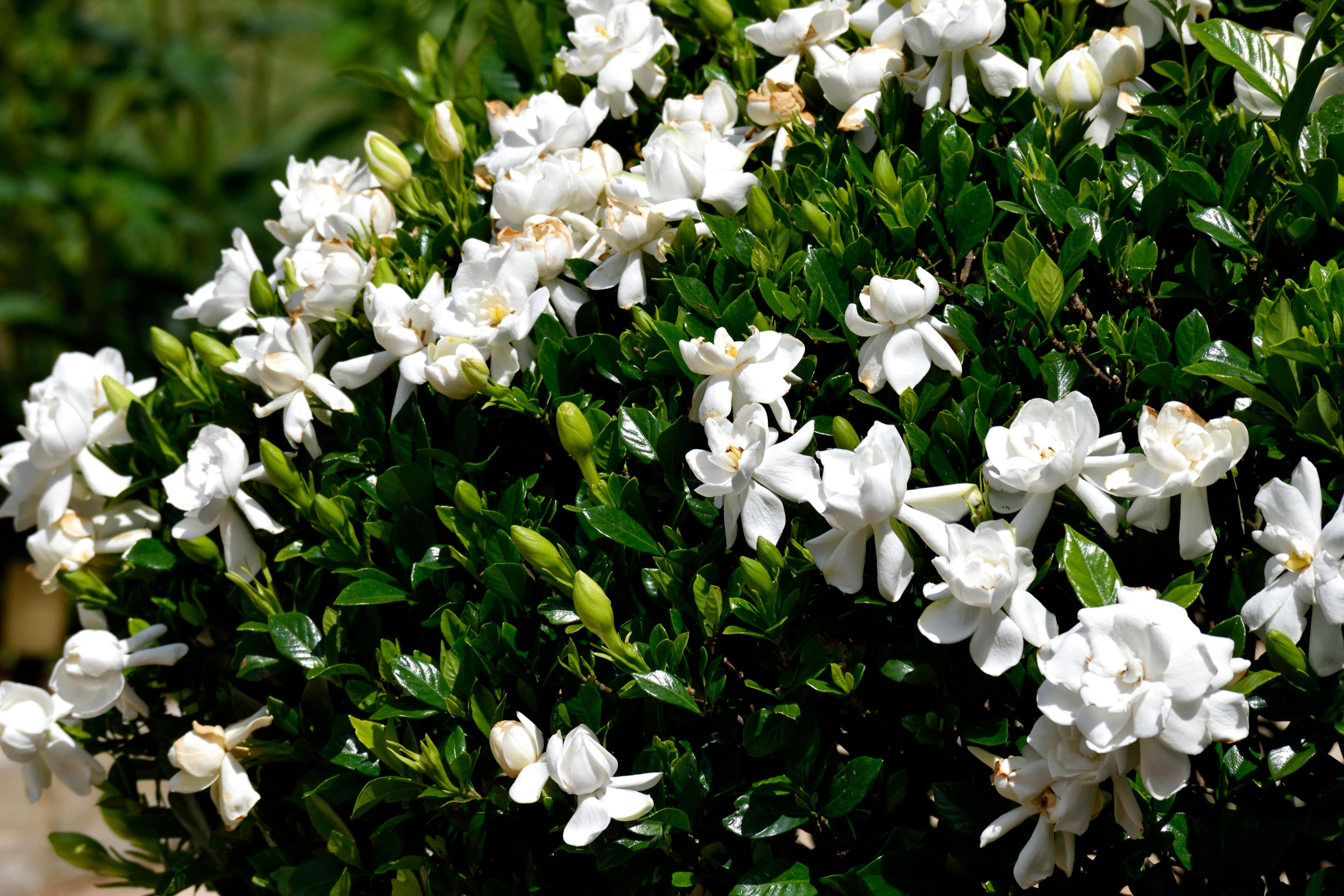 Pureza (Gardenia)