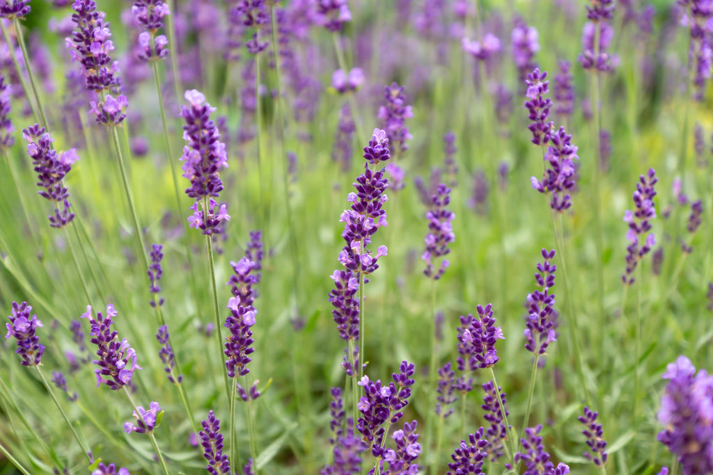 Amor y Devoción (Aceite Lavanda)